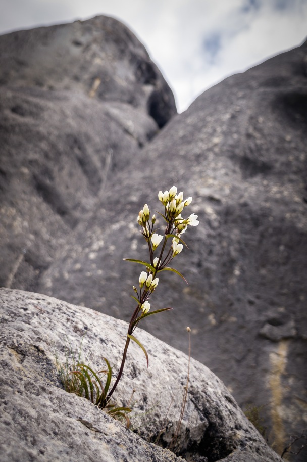 Living Tenaciously, Flowers at Castle Hill, Canterbury, New Zealand, Copyright Chris Gregory2012